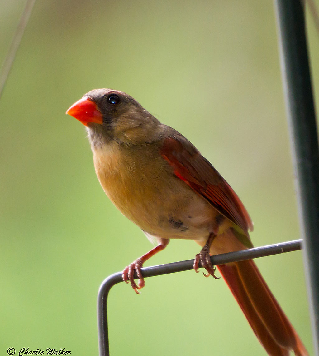 cardinal photo
