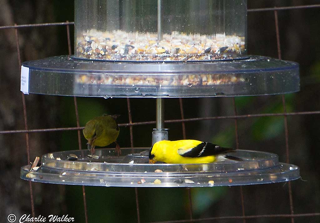 Goldfinch photo