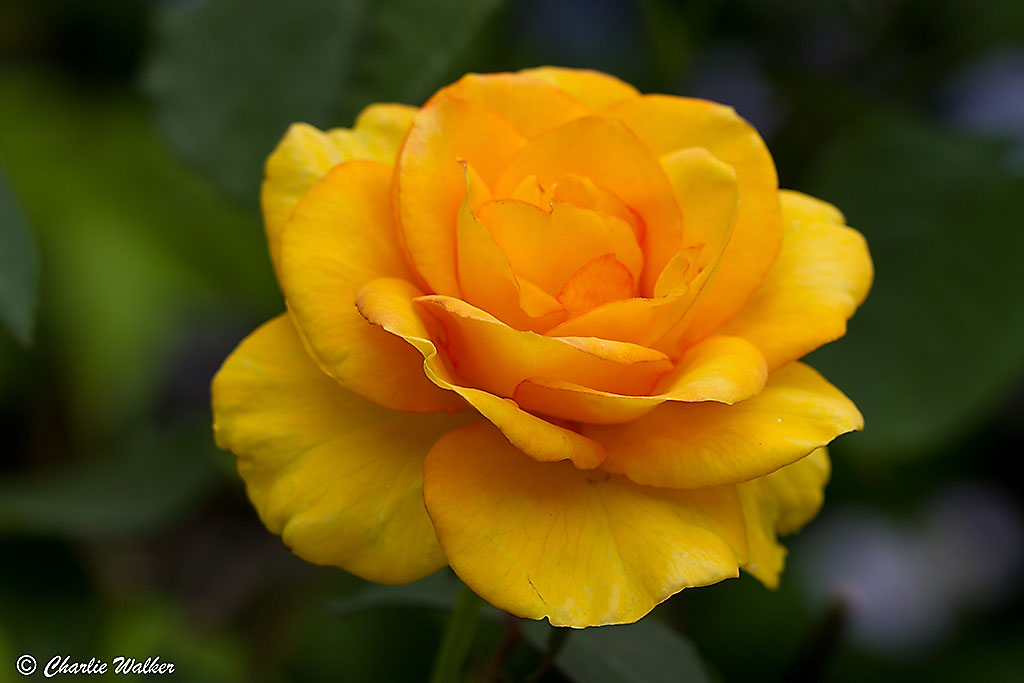 Yellow rose photo